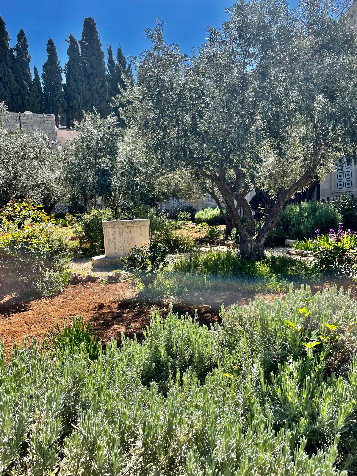 Monte de los Olivos - Peregrinación Tierra Santa 2027, orando donde Jesús oró