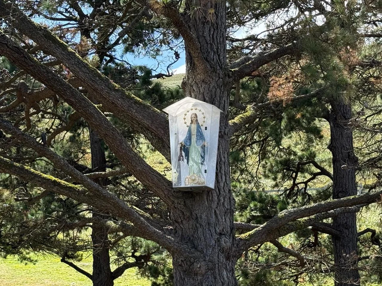 Beneath the pines, an invitation to pray with Mary.