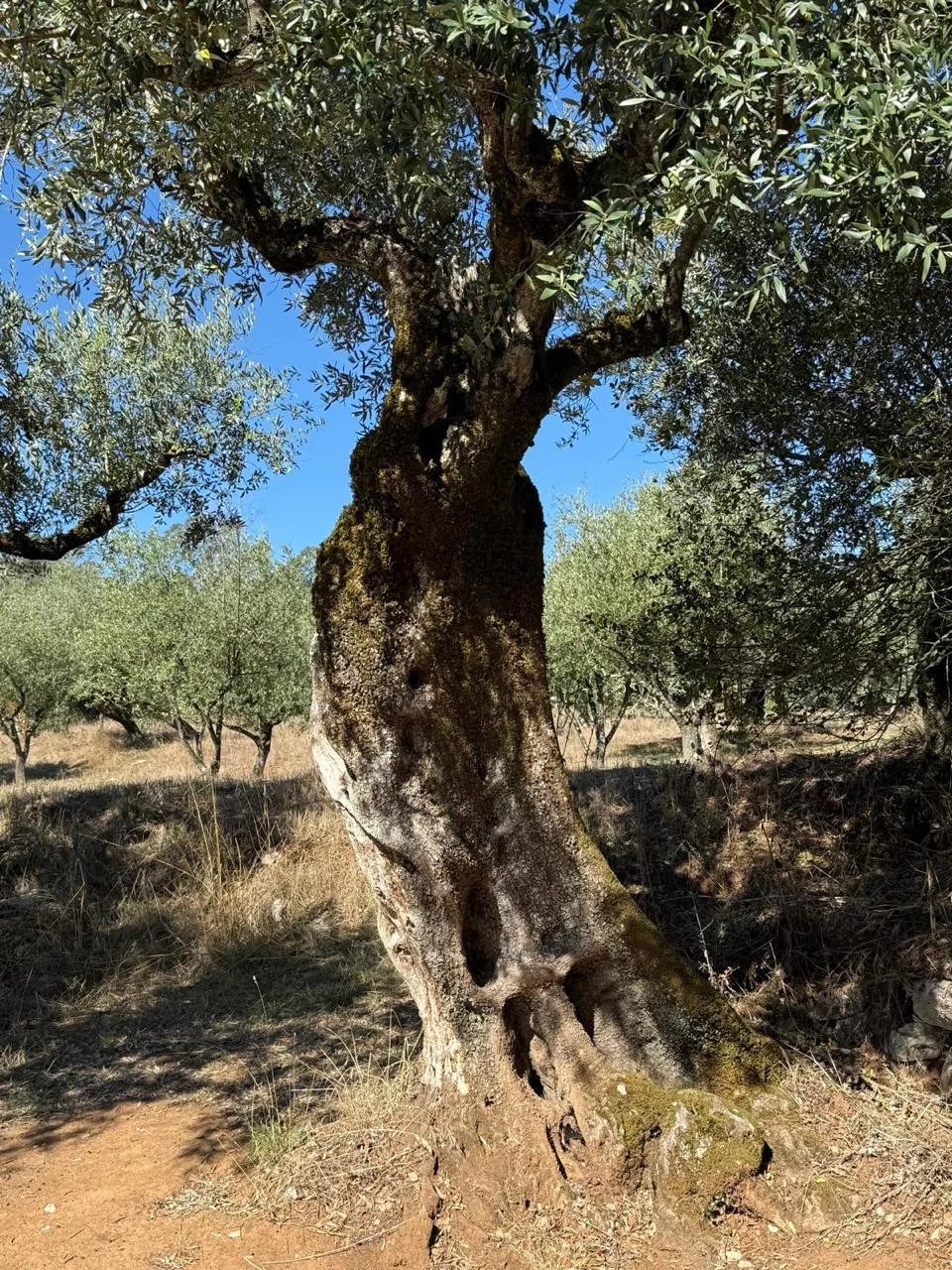 Roots that remind us of the strength of steadfast faith.